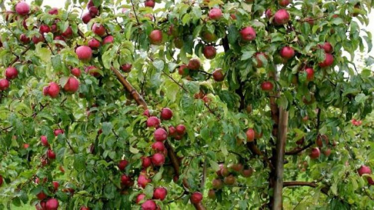 Предлагат нулево ДДС за българските плодове и зеленчуци