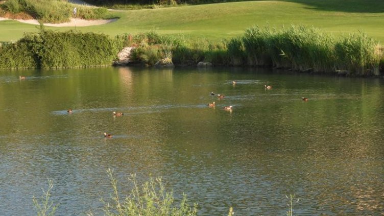 РИОСВ - Варна и БАН пуснаха 15 полудиви екземпляри "Червен ангъч" в природата