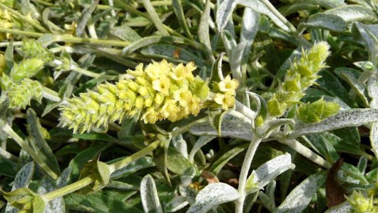 Варненски билкар отива на съд, лъжел данъчните