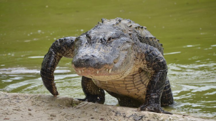Алигатор изяде жена във Флорида  