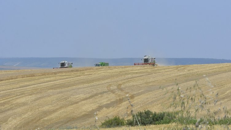 Добивите на пшеница, ечемик и рапица в Ловешка област са добри