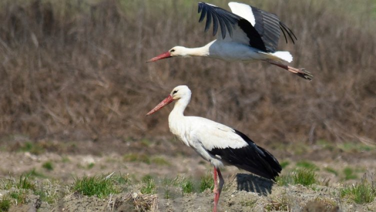 Снимка ПЛАМЕН ГУТИНОВ, архив