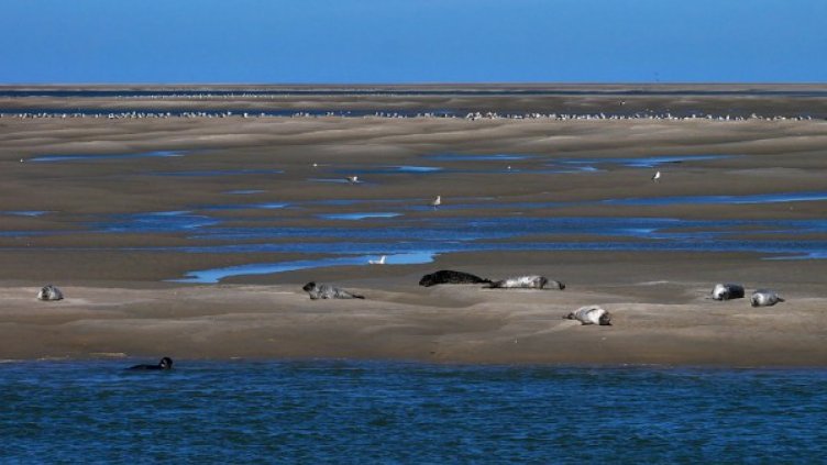 Смъртоносен вирус сред морските бозайници  