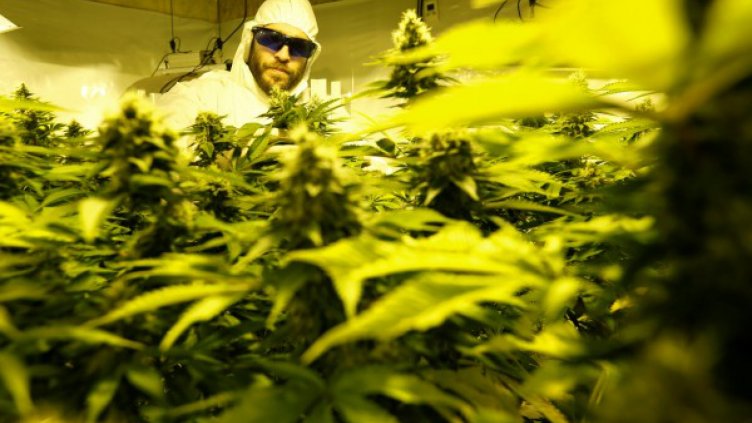 Декар канабис носи 100 000 лева печалба