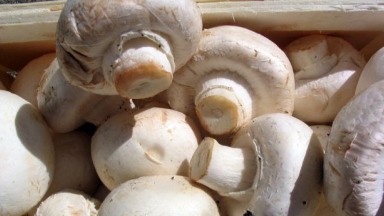 Гъбари алармират: Занижен е контролът за продажба!