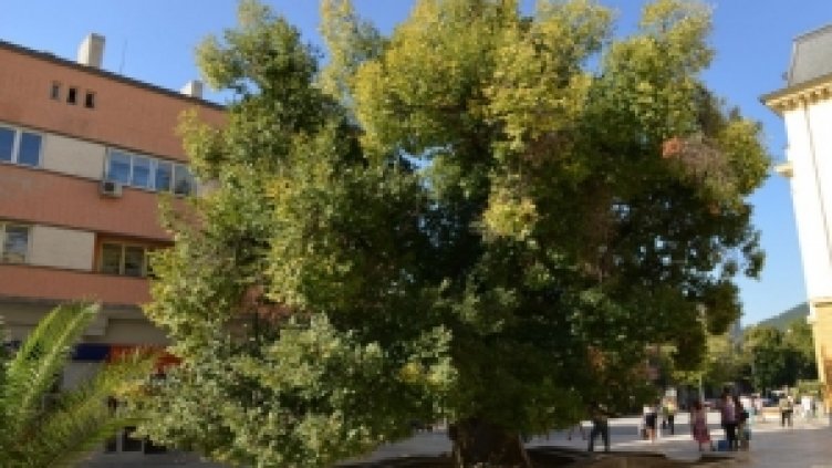Старият бряст в Сливен е европейско дърво на годината