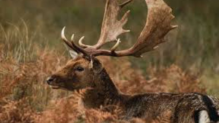 Бракониер влиза в затвора, убил елен-лопатар