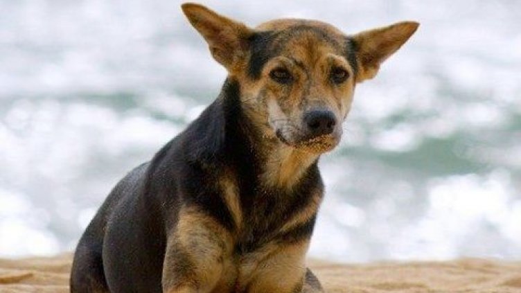 Мотоциклетист се потроши на пътя заради улично куче във Варненско