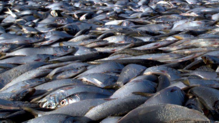 Откриха тонове мъртва риба в река Искър