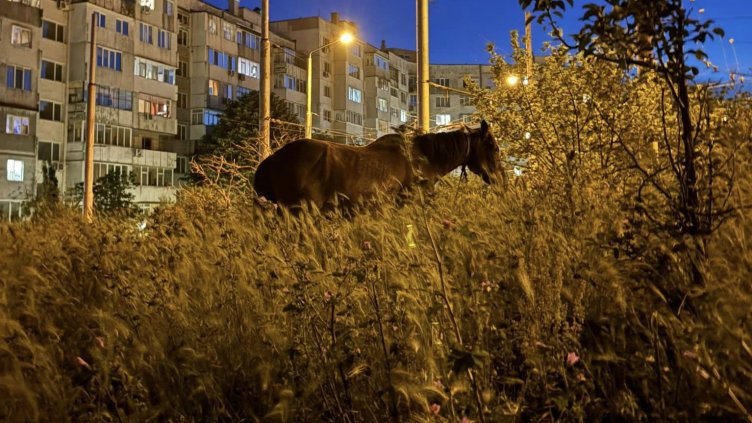 Този див, див изток: Кон пасе сред буйните треви на "Владиславово" (СНИМКИ)