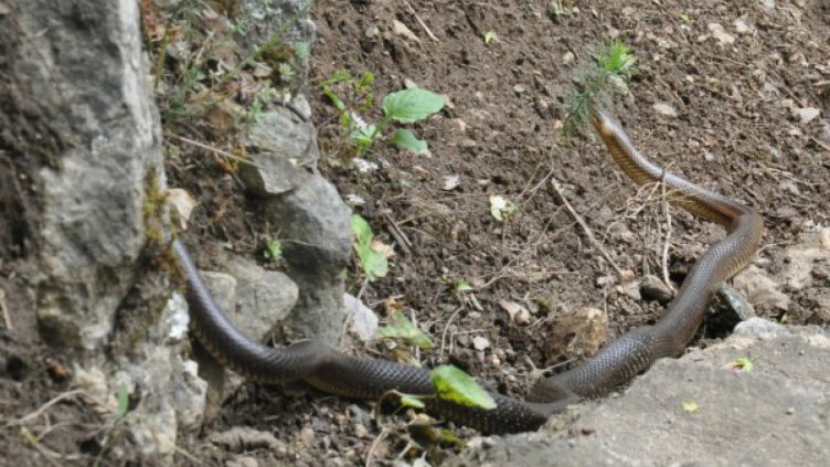 Смок едва не уби семейство на пътя