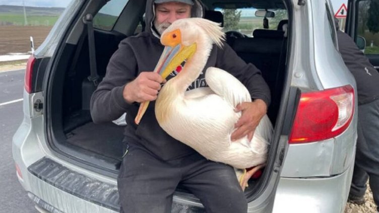 Спасиха два пеликана близо до Варна