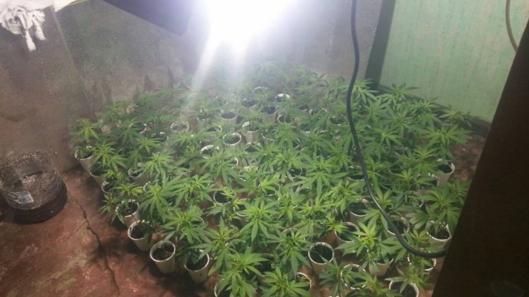 Закопчаха братя с наркооранжерия в Езерово