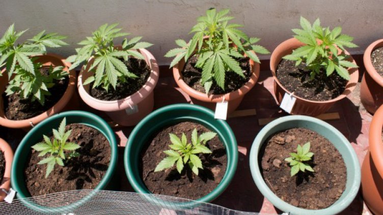 Гранични полицаи откриха над 172 кила канабис