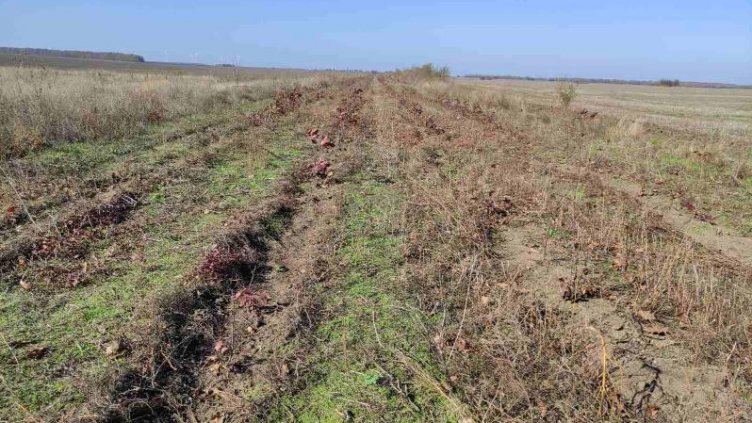 Садят 51 декара нови гори край Балчик