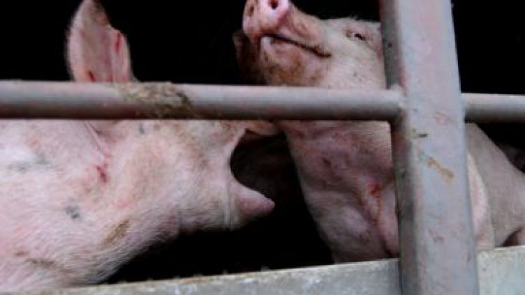 Камион с прасета се преобърна, шофьорът бил пиян