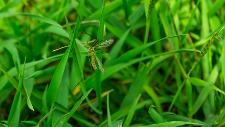 Ята от комари превзеха Варна заради топлото и влажно време