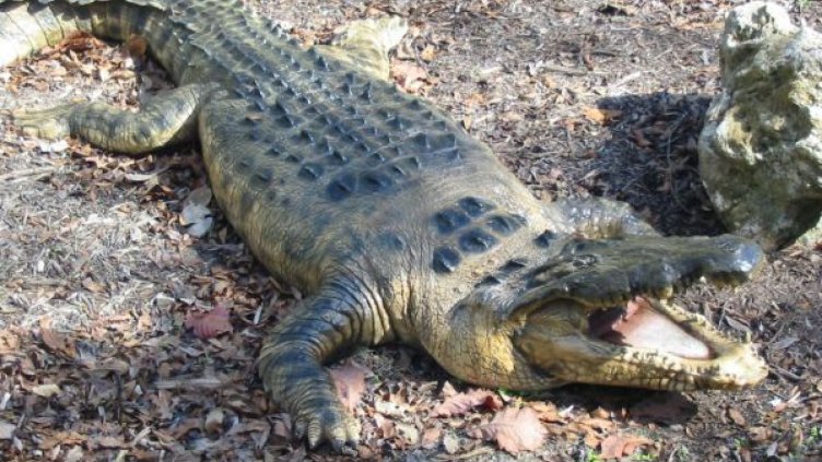 Огромен алигатор нападна туристка, откъсна й ръката