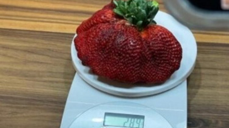 Израелското "чудовище": 289 грама ягода влезе в Книгата "Гинес"