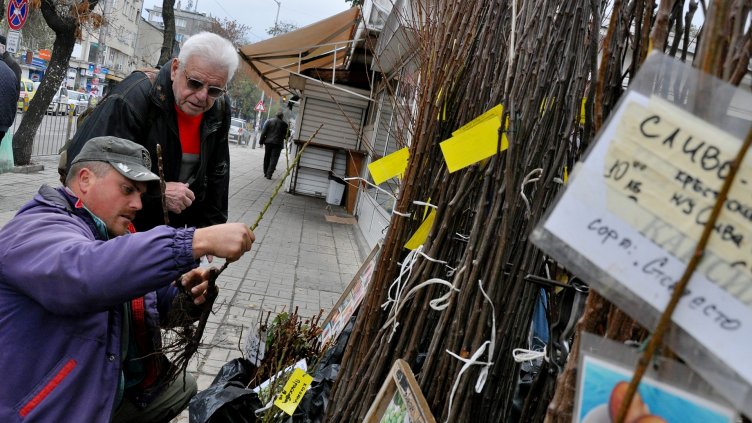 Овошките с левче нагоре тази година (СНИМКИ)