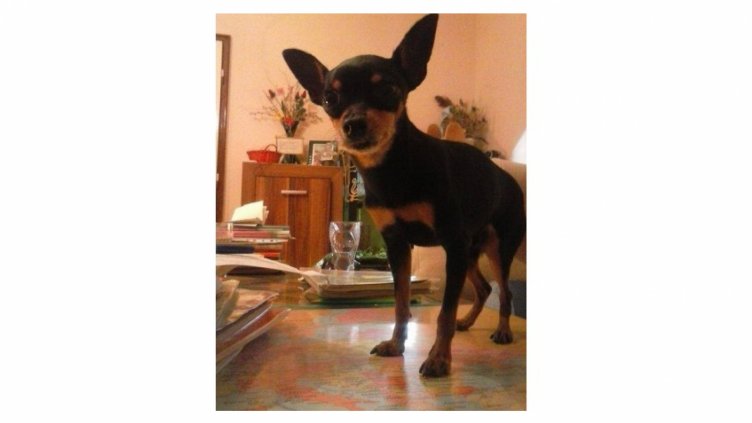 Откраднато пинчерче почина от болно сърце