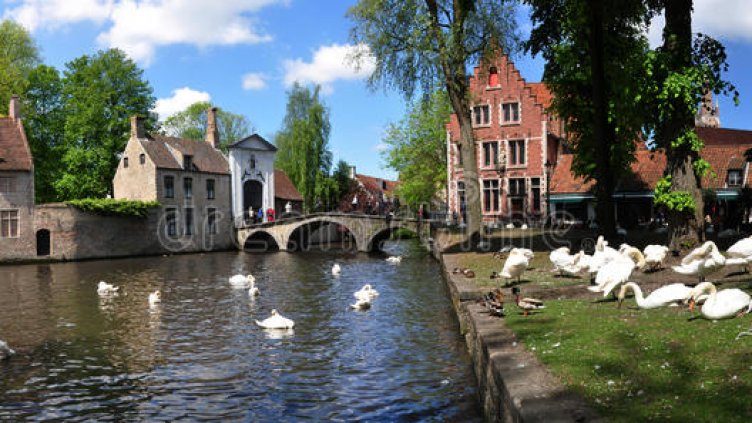 Поставиха под карантина и лебедите в Брюж