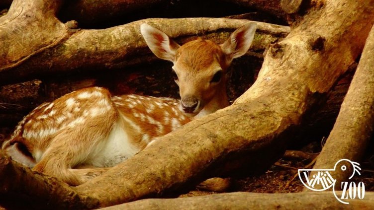 Бамби e най-новият обитател на варненския зоопарк