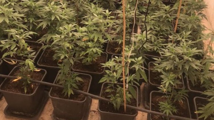 Условна за 38-годишен мъж, отглеждал канабис край Варна