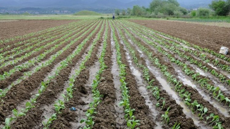 Снимка: Investor Media group