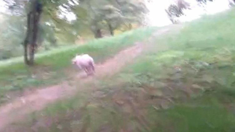 Селяния: Прасе се разхожда в столичния Южен парк