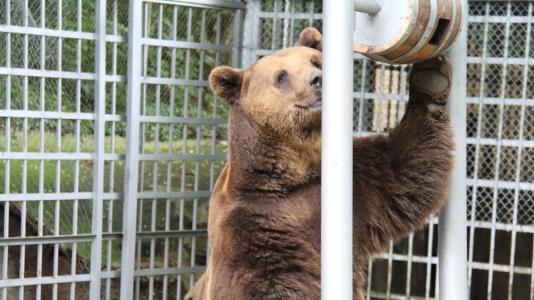 Габровският зоопарк се разделя с някои от животните си