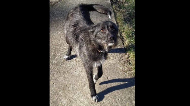 Пореден касапин в ареста: Влачи куче със скутер, убива 8 новородени палета