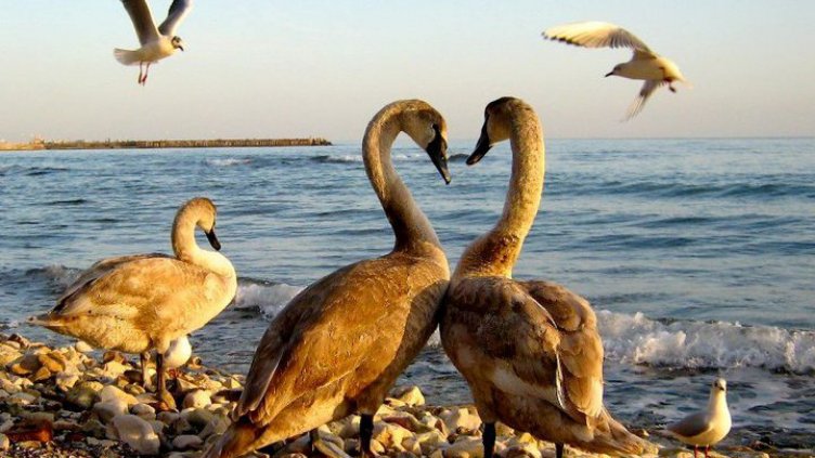 снимка: Ели Маринова