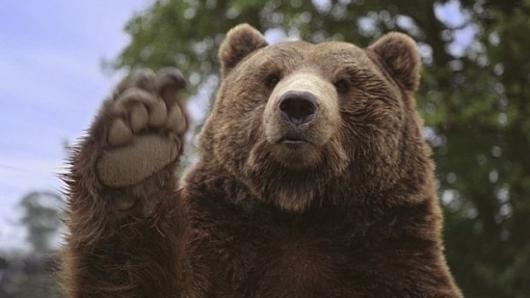 Мечка избяга от клетката си в зоокъта в Димитровград