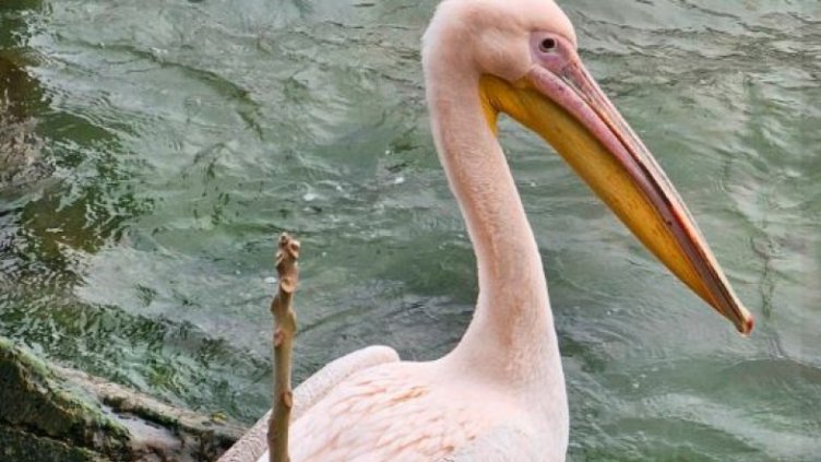 Розов пеликан избяга от зоопарка във Варна