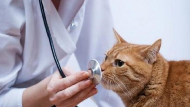 Днес е Международният ден на ветеринаря