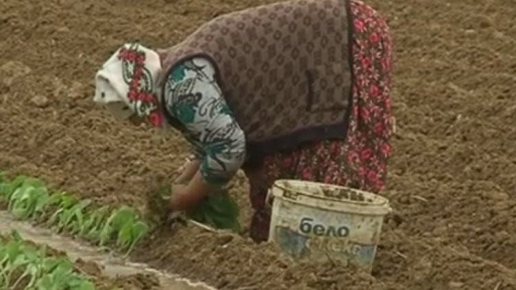Тютюнджиите в Неврокопско излизат на протест