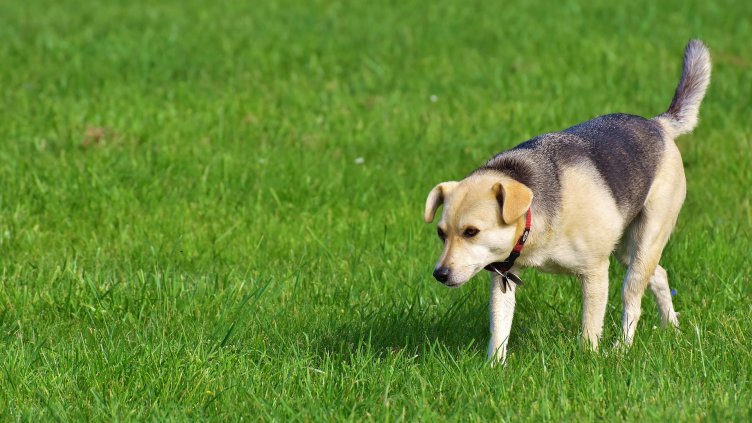 Кърлежите във Варна изпълзяха заради топлото време
