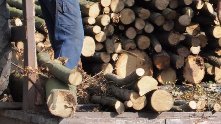 Обсъждат мораториум върху износа на дървен материал