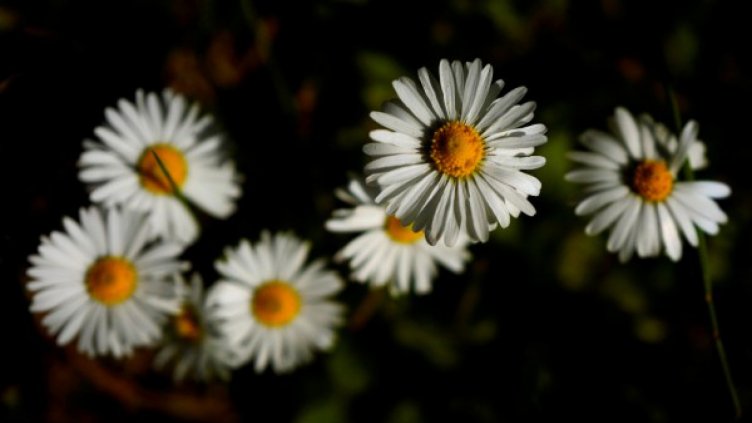 Слънчева и гореща неделя, температурите ще са 32° - 37°