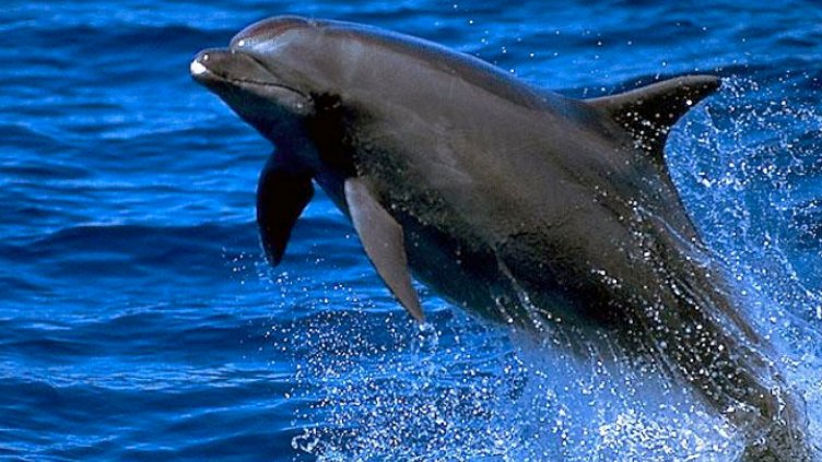 Телата на 7 делфинчета изхвърли морето между Ахелой и Поморие