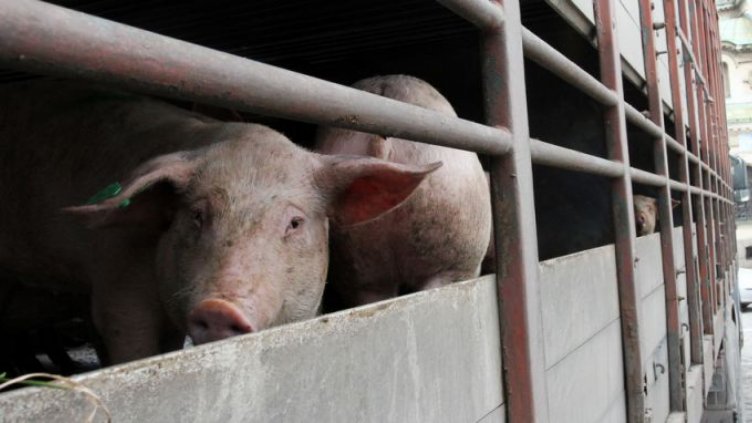 Собственик на свинекомплекс съди БАБХ