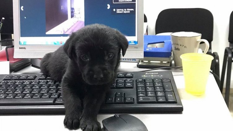 За седмица близо 50 000 варненци се преброиха онлайн