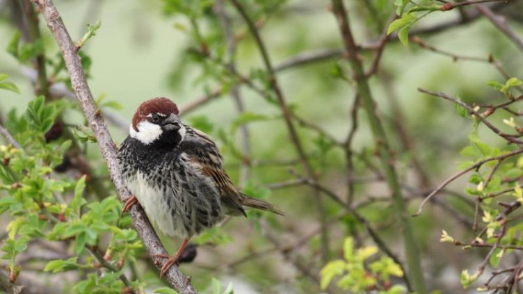 Пак броим врабчетата тази събота