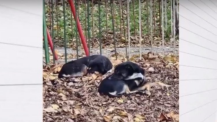 Агресивни кучета нападат деца и хора до варненско училище (ВИДЕО)