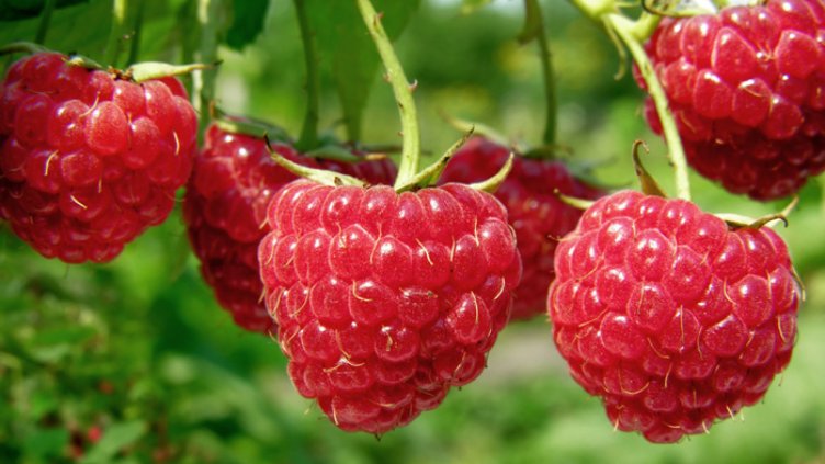 Над 3 200 тона малини са прибрани през 2016 г.