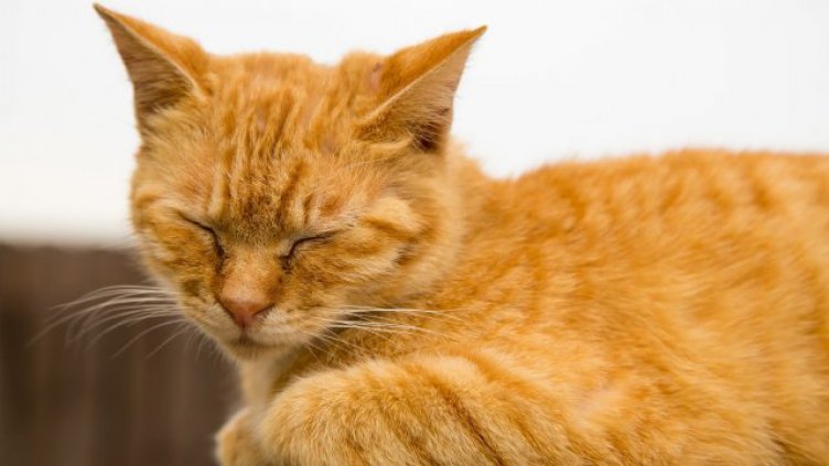 Прокуратурата погна пенсионерите, удряли и убили котката си в София