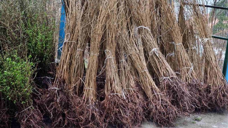 Огромен интерес към кампанията за безплатни фиданки във Варна