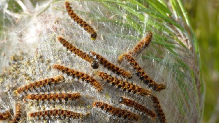 Смъртоносна гъсеница нападна България