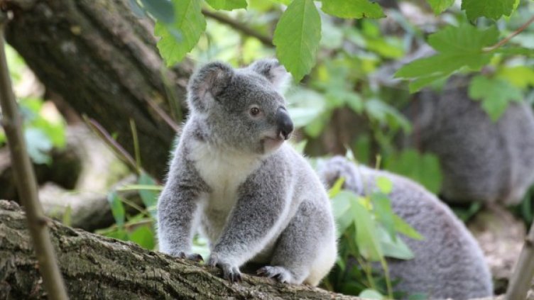 В Австралия заделят терени за нов хабитат за коали